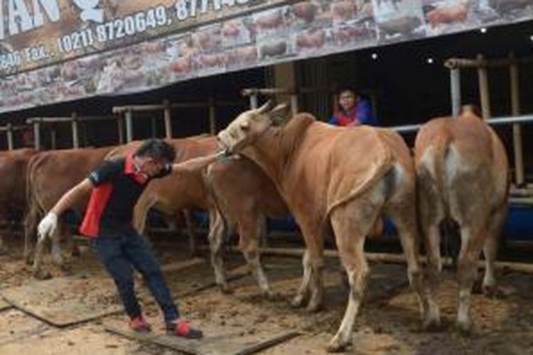 Para pekerja di showroom sapi kurban di Depok, 30 September 2014. Showroom awalnya menjual mobil, berganti menjadi menjual sapi besar seharga hingga 250 juta per ekor, berupaya memikat para elite kaya raya agar tertarik untuk berkurban.