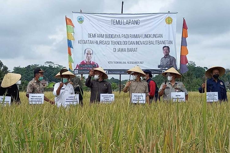 Kelompok Tani Subur Mukti Cipari Kota Tasikmalaya berhasil memanen pade 3 kali dalam setahun dengan sistem penangkal badai La Nina pada Kamis (16/12/2021).