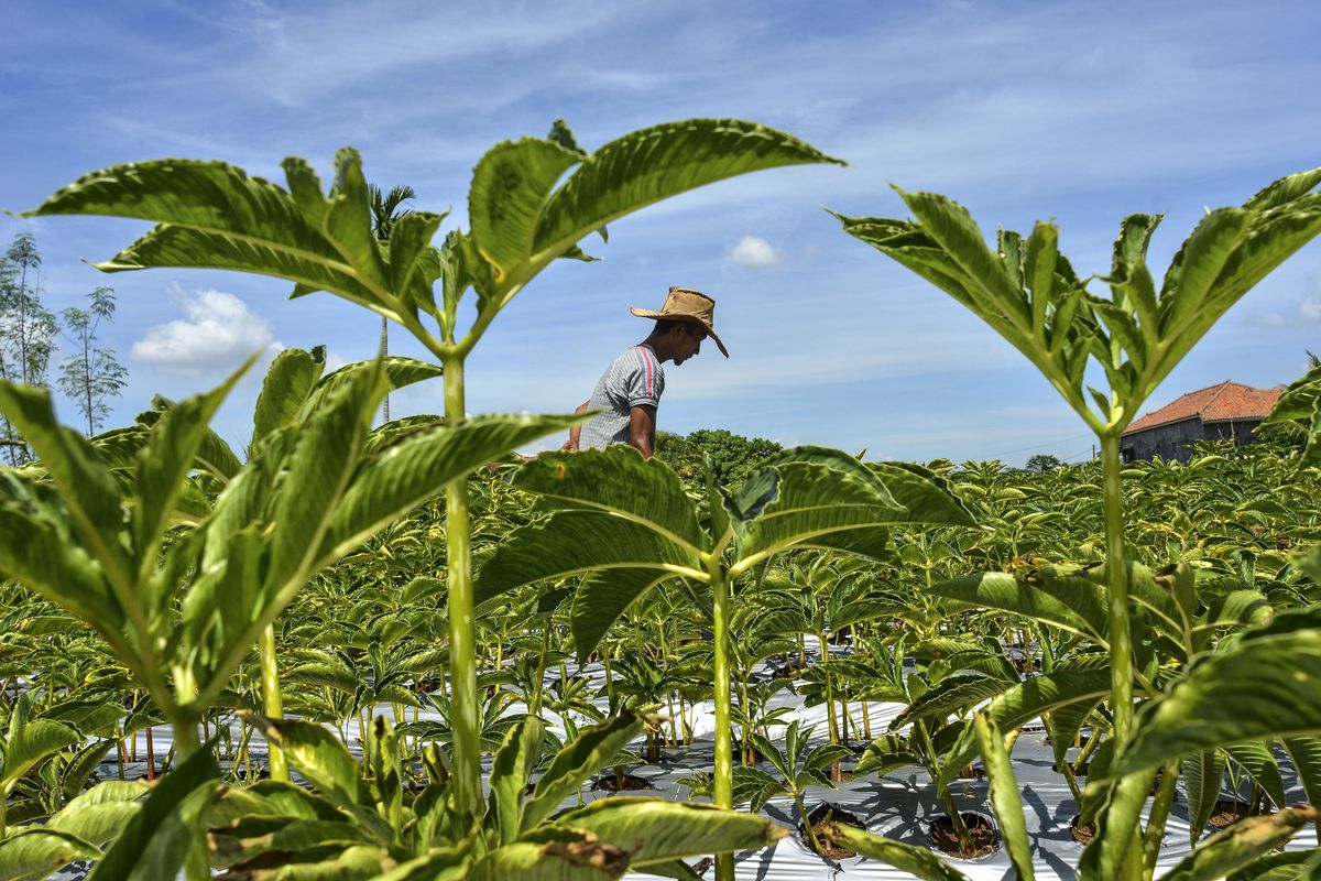 Petani merawat tanaman porang di Dusun Babakan, Desa Cikoneng, Kabupaten Ciamis, Jawa Barat.