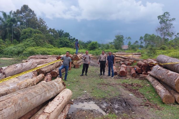 Petugas kepolisian memasang garis polisi pada lokasi temuan kayu illegal logging di Desa Kuntu Darussalam, Kecamatan Kampar Kiri, Kabupaten Kampar, Riau, Senin (20/11/2023).