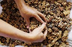 Berapa Harga yang Pantas untuk Kopi Luwak ?