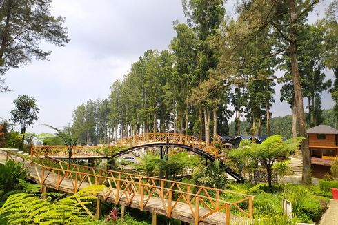 Harga Tiket Masuk dan Jam Buka Hutan Pinus Limpakuwus di Banyumas yang Buka Lagi 3 November 2023