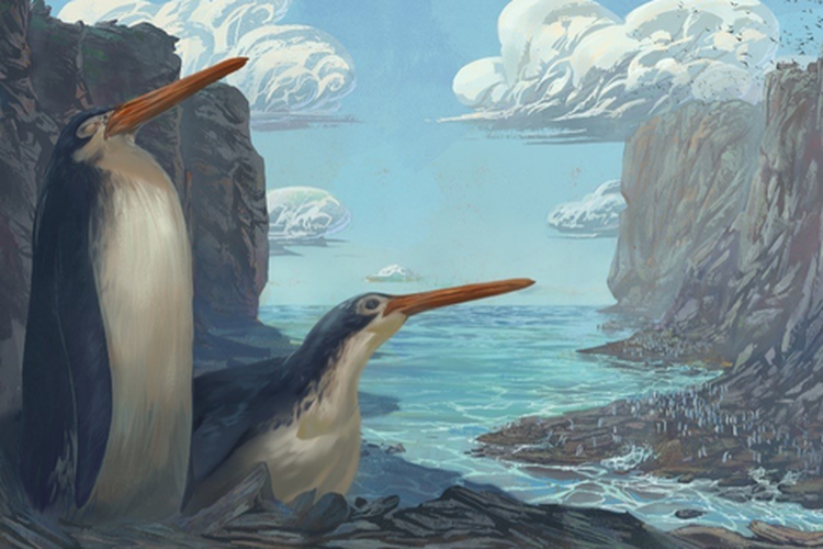 Ilustrasi penguin purba