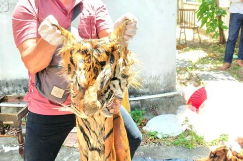 Diduga Jual Kulit Harimau, Mantan Bupati Bener Meriah Ditangkap