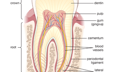 Ilustrasi anatomi gigi