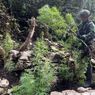 TNI Temukan 740 Pohon Ganja di Hutan Pegunungan Bintang, Papua Pegunungan