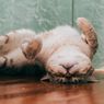 7 Alasan Mengapa Kucing Berguling-guling di Lantai