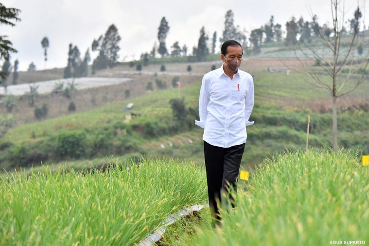 Presiden Jokowi meninjau petani yang tengah melakukan penanaman bawang merah di lokasi food estate di Desa Bansari, Kecamatan Bansari, Kabupaten Temanggung, Jawa Tengah, Selasa (14/12/2021). Food estate merupakan program strategis pembangunan pertanian nasional tahun 2021 sebagai upaya menaikkan cadangan pangan nasional sekaligus meningkatkan kesejahteraan petani.