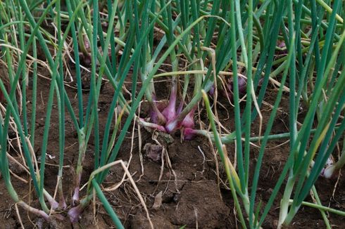 Penyakit Moler atau Layu Fusarium Bawang Merah: Gejala dan Solusinya