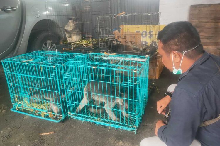 Tujuh ekor kanguru Papua yang akan diselundupkan ke Surabaya berhasil digagalkan aparat Polsek Pelabuhan Ambon dan petugas BKSDA Maluku di atas KM Dobonsolo saat bersandar di pelabuhan Ambon, Senin (15/5/2023)