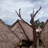 Pohon Cinta, Saksi Bisu Percintaan Muda-mudi di Desa Sade