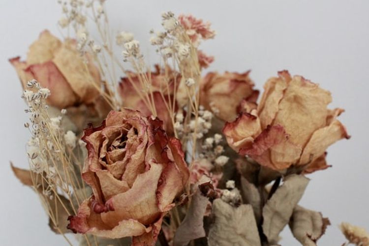 Ilustrasi bunga kering