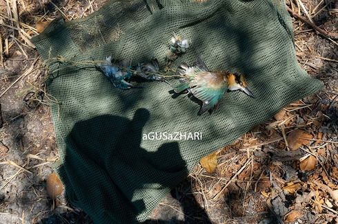 5 Burung Dilindungi Ditemukan Mati dengan Kaki Terikat di Hutan Mangrove Surabaya