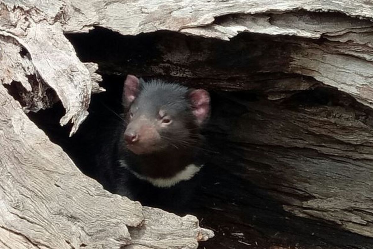 Tasmanian devil atau setan tasmania, hewan khas Tasmania yang terancam punah.