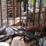 Geger Babi Hutan Aneh di Banyumas, Gemar Makan Nasi dan Teh, Berjari Seperti Ayam, Ini Kata Ahli