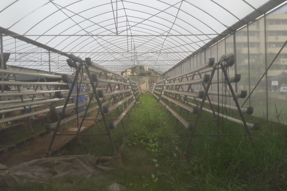 Bagian dalam greenhouse di Rusun Marunda yang ditumbuhi rumput liar.