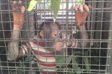 Orangutan Kenakan Baju Saat Dievakuasi