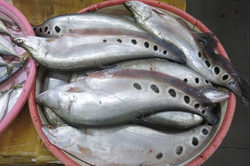 Apa Itu Ikan Belida, Bahan Baku Pempek yang Kini Masuk Hewan Dilindungi?