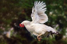 Alasan Ayam Tidak Bisa Terbang Jauh meski Memiliki Sayap