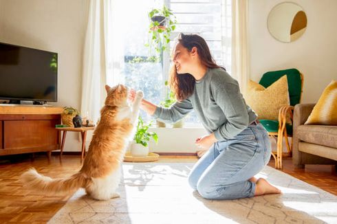 5 Cara Berkomunikasi dengan Kucing Peliharaan Anda