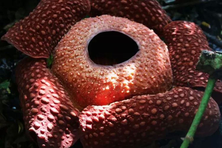 Sebagian besar spesies bunga Rafflesia--dikenal sebagai bunga bangkai di Indonesia--kini terancam punah.