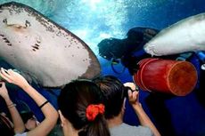 Penyelam Singapura Tewas Dihantam Ekor Ikan Pari di Akuarium Raksasa