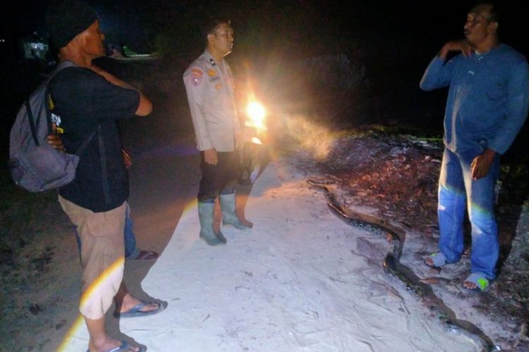 Nekat Tangkap Piton 4 Meter, Pria di Riau Kritis Setelah Dililit