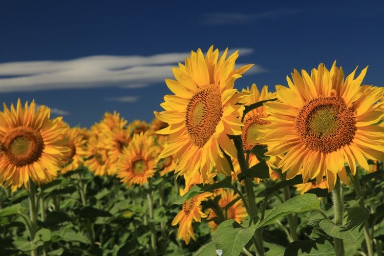 Matahari menandakan bahwa bunga matahari mengikuti makhluk terbit selalu hidup hal ini arah Bunga Matahari