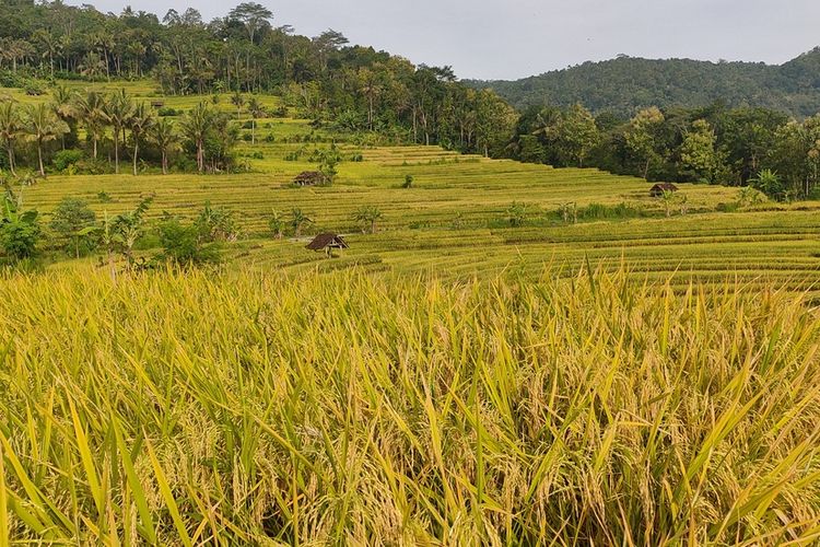 Panorama sawah tadah hujan di Pedukuhan Penggung, Kalurahan Purwosari, Kapanewon Girimulyo, Kabupaten Kulon Progo, Daerah Istimewa Yogyakarta.