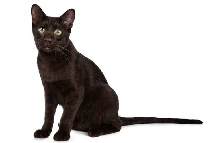 Ilustrasi ras kucing Havana Brown.