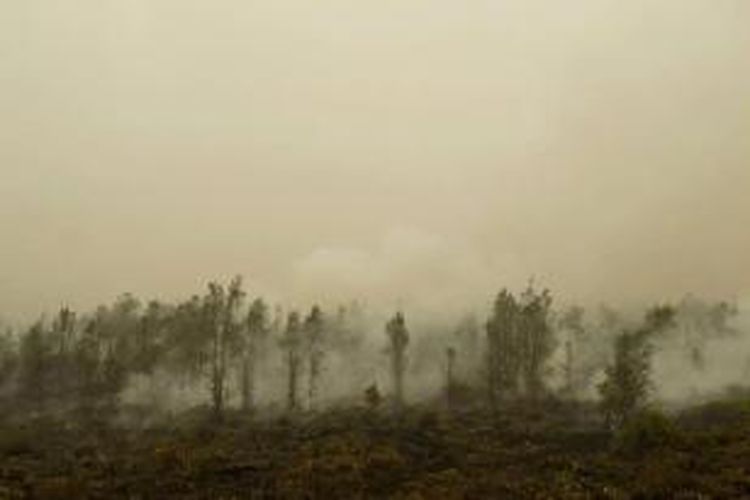 Hutan gambut yang terkabar di Jabiren Raya, Kalimantan Tengah, saat inspeksi Presiden Joko Widodo terhadap pemadaman kebakaran hutan, 24 September 2015.