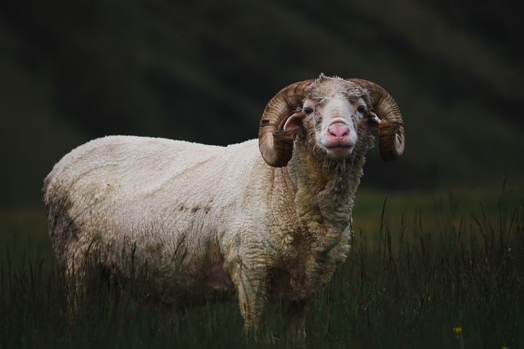 Kambing untuk Aqiqah