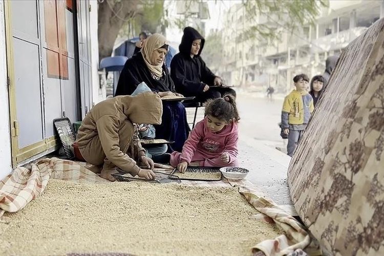 Warga Palestina di utara Gaza harus menggiling gandum dan jagung, yang seharusnya itu dihasilkan sebagai pakan ternak.