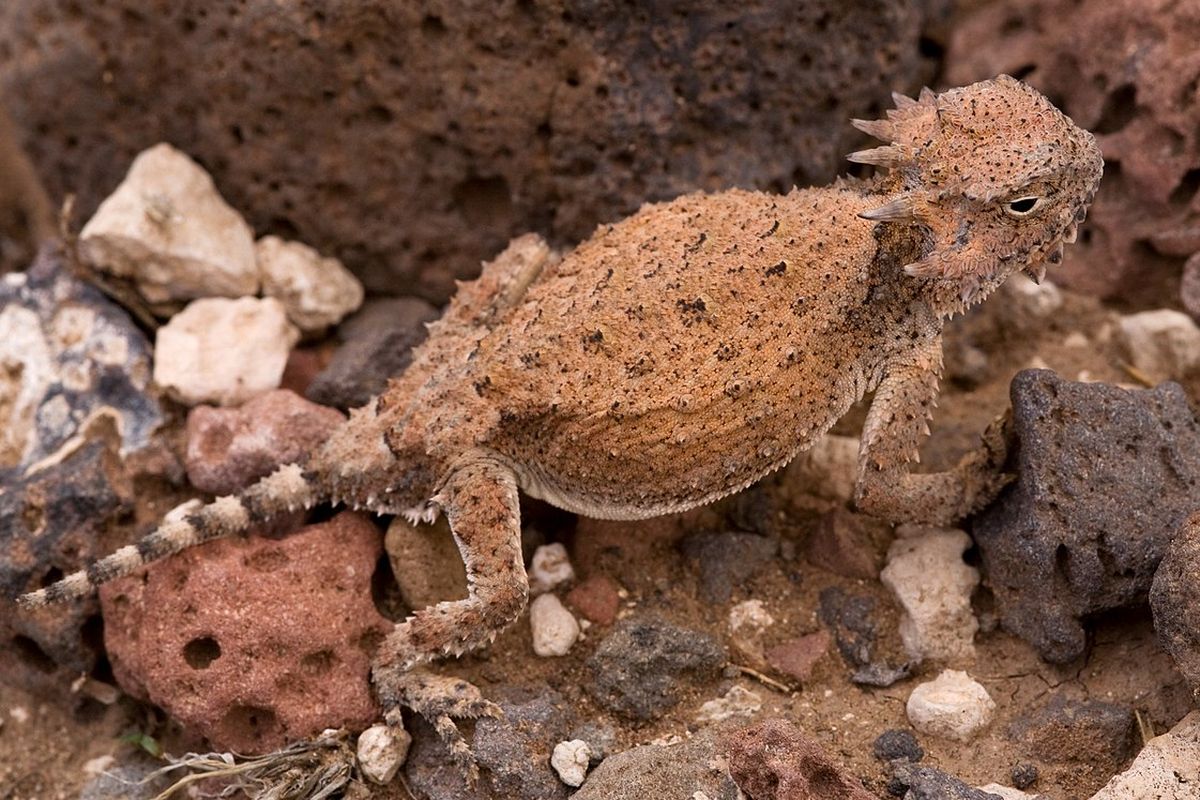 Spesies kadal bertanduk, Phrynosoma modestum. Reptil ini memiliki mekanisme pertahanan yang unik dan aneh, yakni dapat menyemprotkan darah dari matanya.