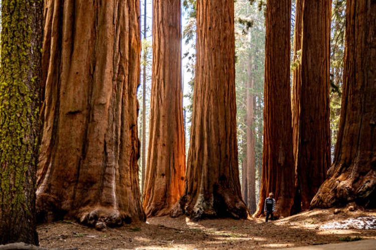 Ilustrasi pohon Sequoiadendron giganteum, salah satu pohon tertinggi di dunia.