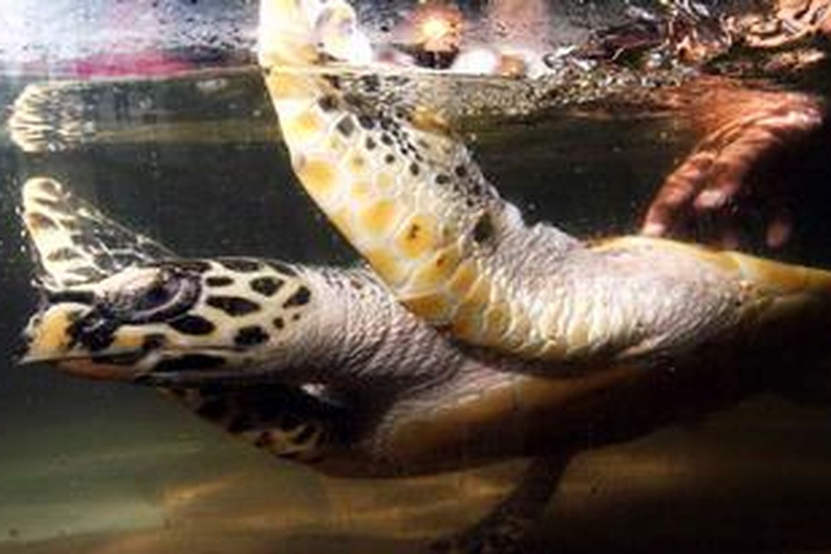 Anak-anak menyentuh penyu sisik (Eretmochelys imbricata) di touch pool Sea World, Ancol, Jakarta, untuk menambah wawasan mereka selama libur sekolah, Rabu (29/12/2010). Hewan yang mudah ditemukan di daerah tropis dan subtropis Pasifik, dan India Samudra Atlantik berstatus Endangered (terancam punah) akibat perburuan kulit penyu