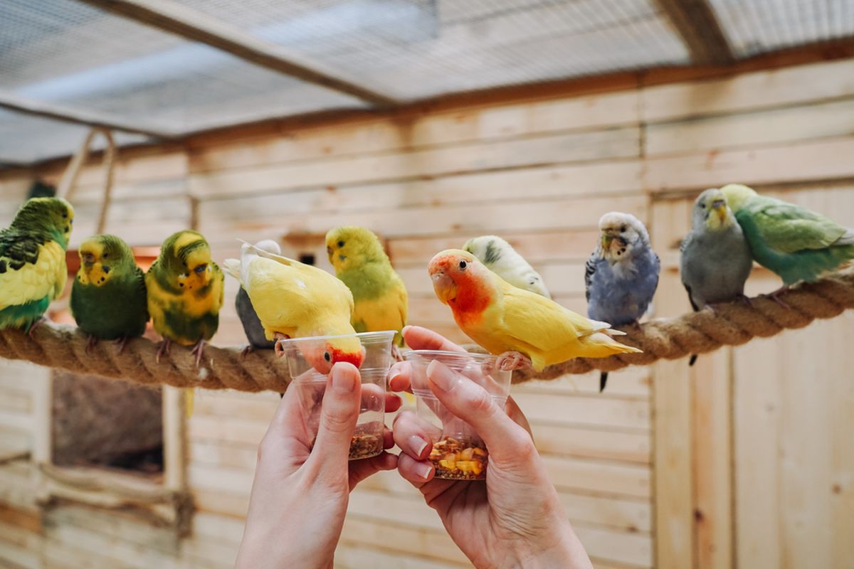 Ilustrasi memberi makan burung lovebird
