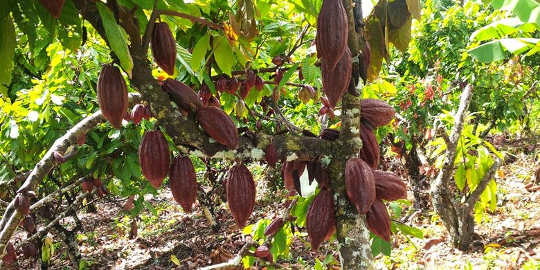 Tanaman kakao petani Sebatik. Untuk mendongkrak harga jual biji kakao, Pemkab Nunukan, Kalimantan Utara, membuat Desa wisata cokelat di Sebatik.