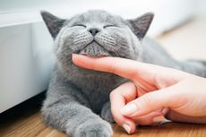6 Hal Ini Bisa Membuat Kucing Peliharaan Pergi dari Rumah