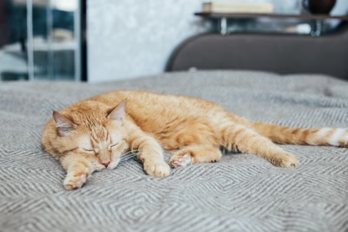 5 Alasan Mengapa Kucing Suka Tidur
