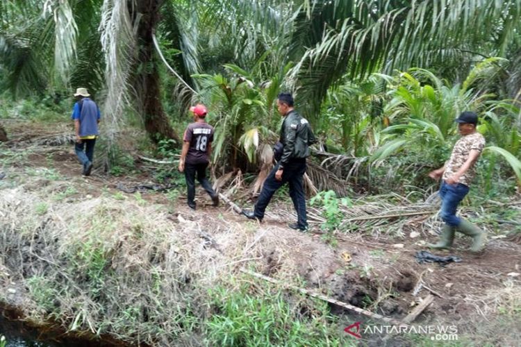 Tim gabungan bersama personel BBKSDA Riau melakukan penyisiran mencari jejak harimau sumatera di Kecamatan Teluk Meranti, Kabupaten Pelalawan, Riau, Rabu (10/4/2019).