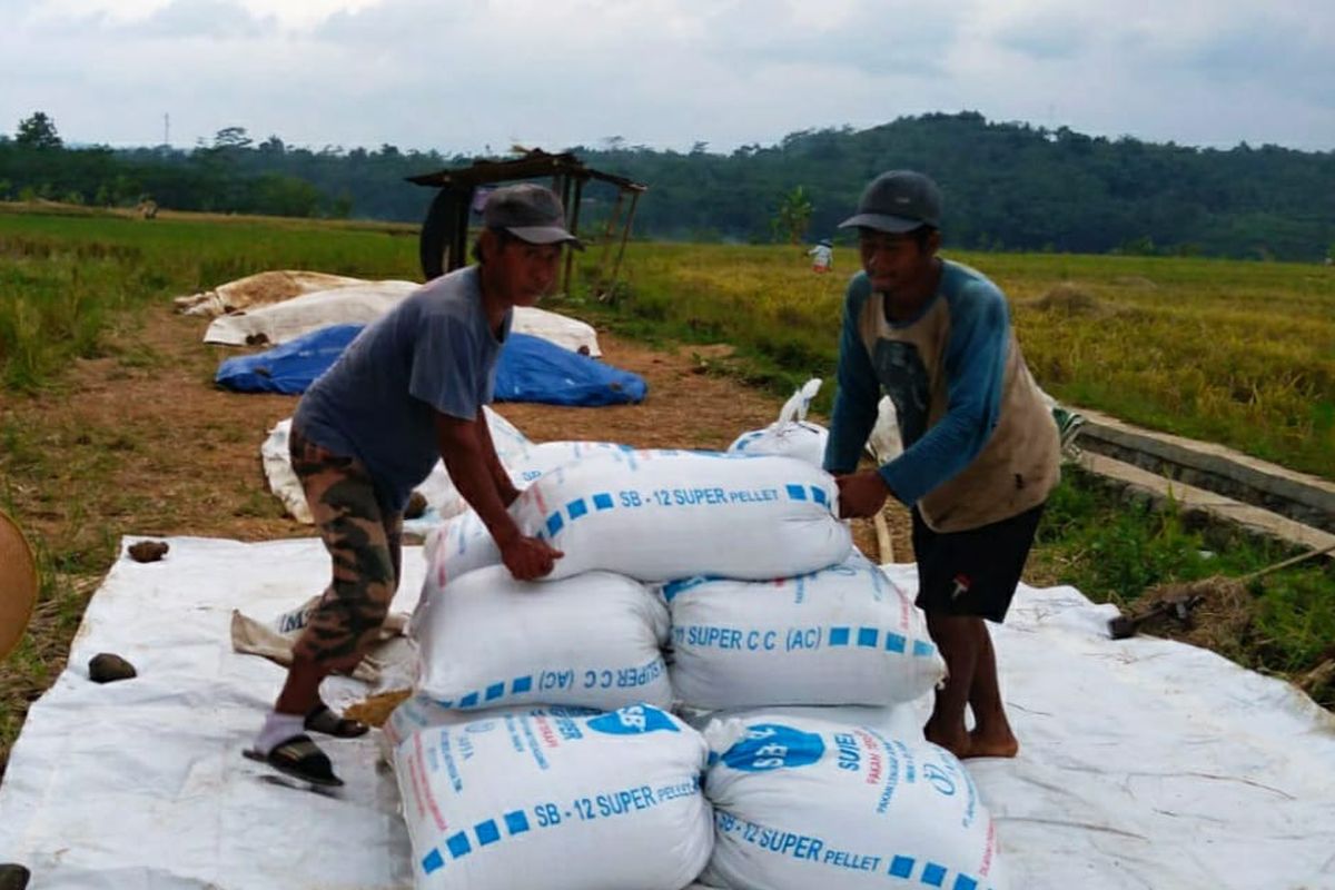 Petani gabah asal Purbalingga Fajar mengeluhkan impor beras tahun ini