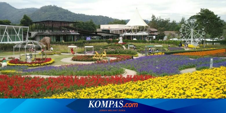 Bunga Matahari Di Thailand / Kembara Padang Bunga Matahari di Saraburi, Thailand ... - Di malaysia, bunga matahari sangat populer dan banyak diburu.