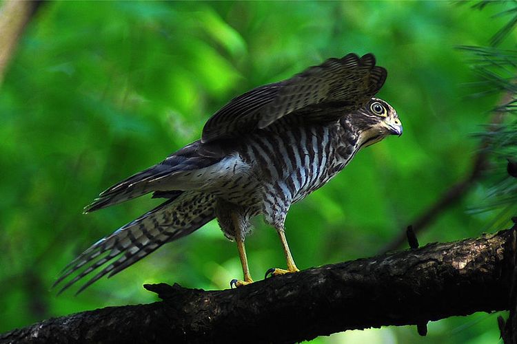 Burung raptop Japanese Sparrowhawk (Accipiter gularis). Burung Elang Alap Jepang salah satu burung pemangsa yang bermigrasi ke hutan-hutan tropis, seperti hutan tropis di Indonesia.