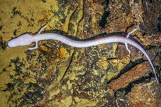 Mengenal Olm, Salamander Gua yang Bisa Hidup sampai 100 Tahun