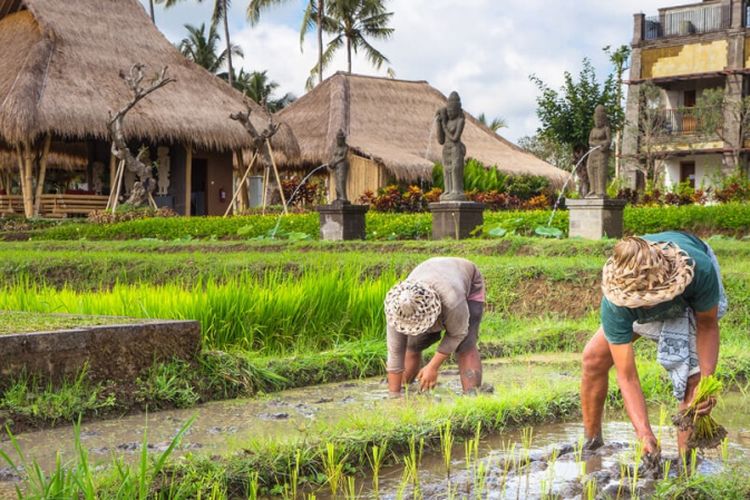 Tak hanya bercocok tanam. Wisatawan juga akan diajak membajak sawah menggunakan sapi, mengangon bebek, mebanten atau tradisi menghaturkan persembahan), sampai memandikan sapi.