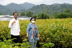 Jokowi Tinjau Persemaian Rumpin bersama Megawati