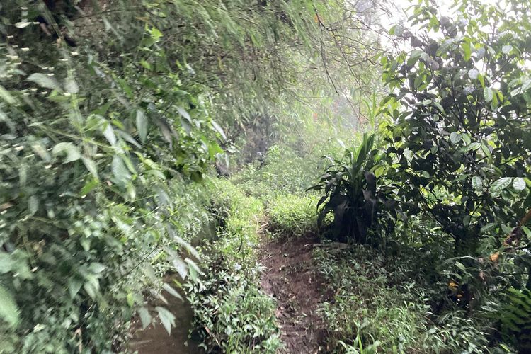 Jalur trekking yang akan ditempuh wisatawan untuk menuju area budi daya lebah madu yang berada di lembah hutan kaki Gunung Pangrango di Desa Bojongmurni, Kecamatan Ciawi, Kabupaten Bogor, Minggu (23/5/2021).