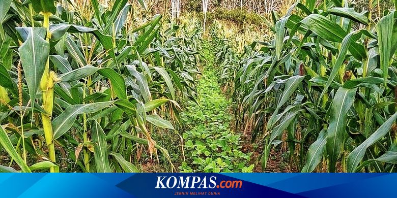 Padi Ladang Tahan Kekeringan Ditanam Di Gorontalo