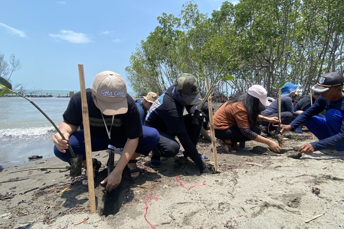 Sebanyak 50 relawan Kompas.com yang tergabung dalam program “Wali Asuh Mangrove” menanam 5.000 mangrove di pesisir Desa Mayangan, Legonkulon, Kabupaten Subang, Jawa Barat, pada Kamis (10/10/2024).